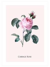 Cabbage Rose - Art Print